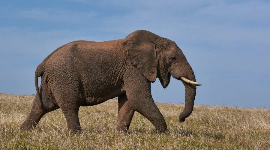 Quanto tempo um elefante vive? Tire já essa dúvida!