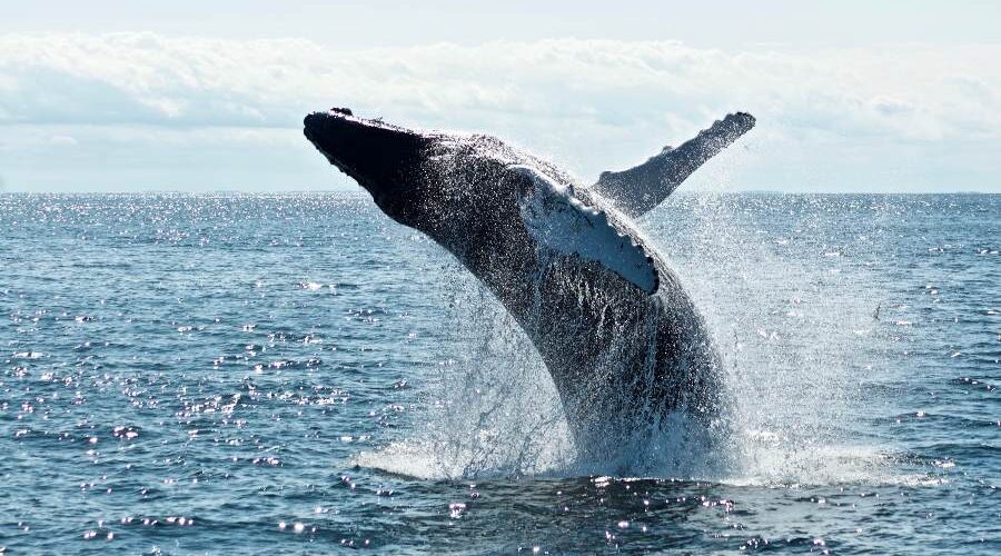 Quanto tempo vive uma baleia? Descubra mais sobre esses mamíferos aquáticos!