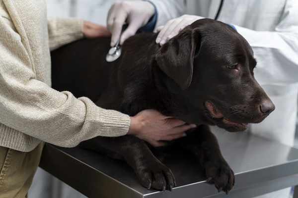 Saiba como prevenir a leishmaniose no seu pet