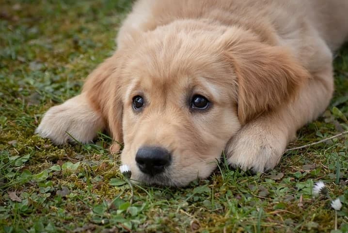 Saiba mais sobre a infecção urinária em cães