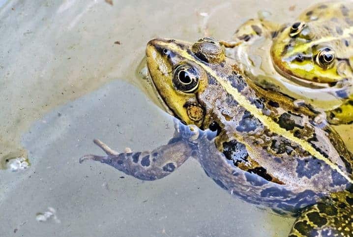 Sapo é vertebrado ou invertebrado? Descubra aqui