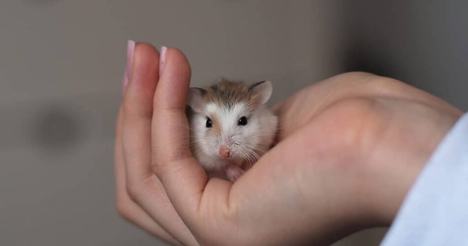 Tempo de vida do hamster-anão russo: descubra tudo sobre a espécie