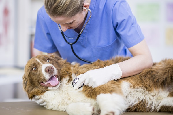 3 motivos para seu pet ter um plano de saúde