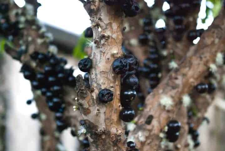 Aprenda como plantar jabuticaba no vaso