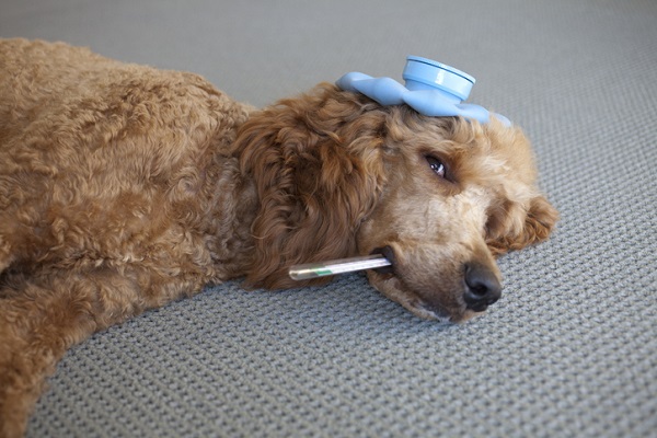 Cachorro com tosse pode ser problema no coração