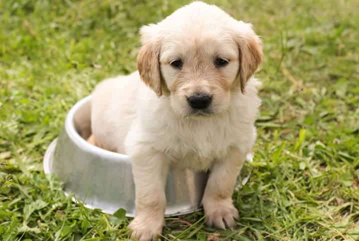 Cachorro filhote pode comer laranja? Descubra se essa fruta é permitida!