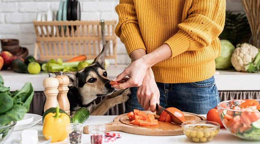 Cachorro pode comer alface e tomate? Descubra agora!