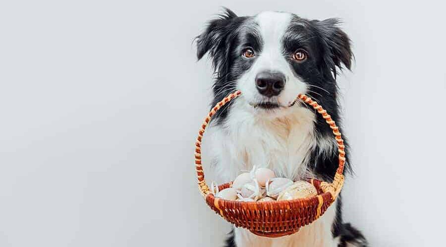 Cachorro pode comer chocolate branco? Tire essa dúvida sobre a alimentação