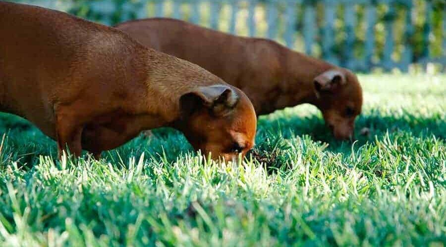 Cachorro pode comer erva-cidreira? Saiba se há benefícios