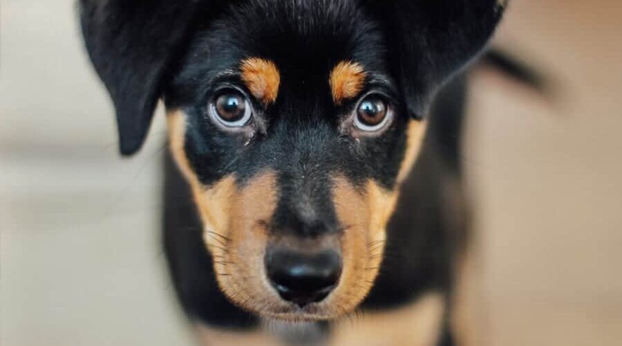 Cachorro pode comer folha de boldo? Saiba se essa erva é permitida