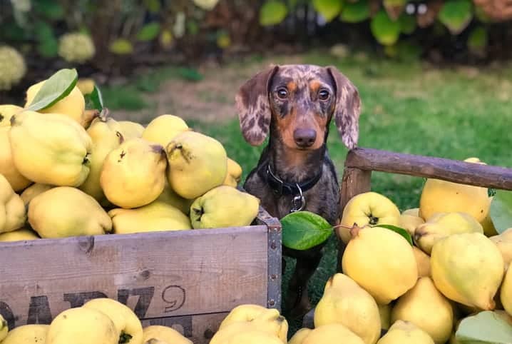 Cachorro pode comer frutas e legumes? Confira aqui e veja as opções proibidas!