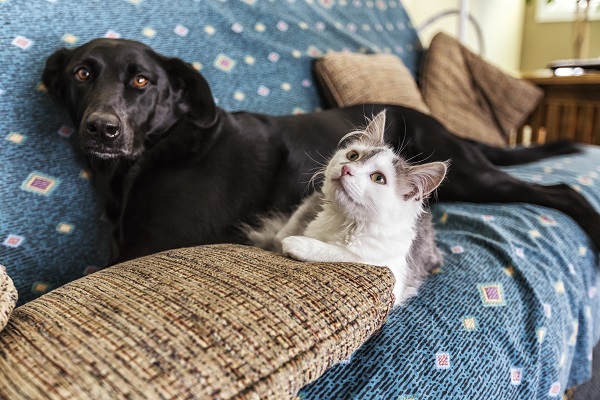 Cães e gatos idosos: principais mudanças dessa fase