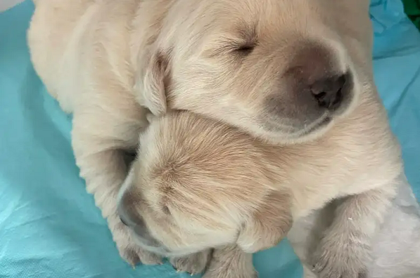 Cientistas modificaram o DNA de labradores