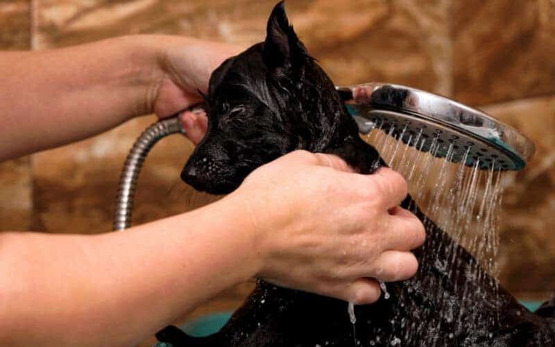 Como dar banho em cachorro após cirurgia