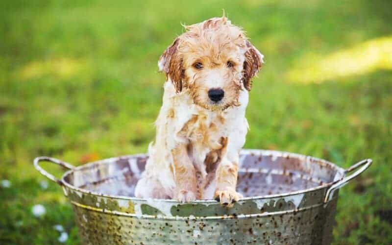 Cachorro pode tomar banho com detergente? Descubra!