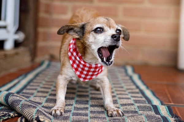 Como fazer o cachorro parar de latir?