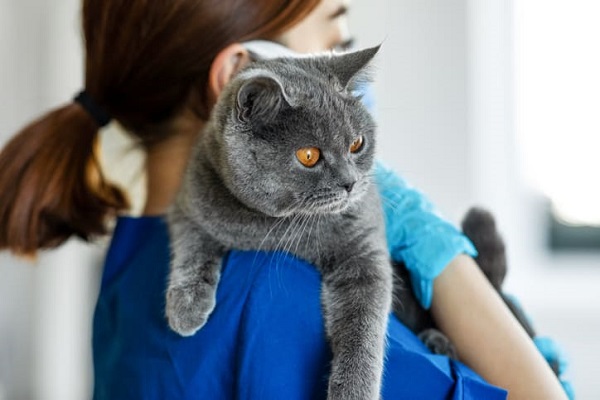 Como funciona o plano de saúde para gatos e como contratar?