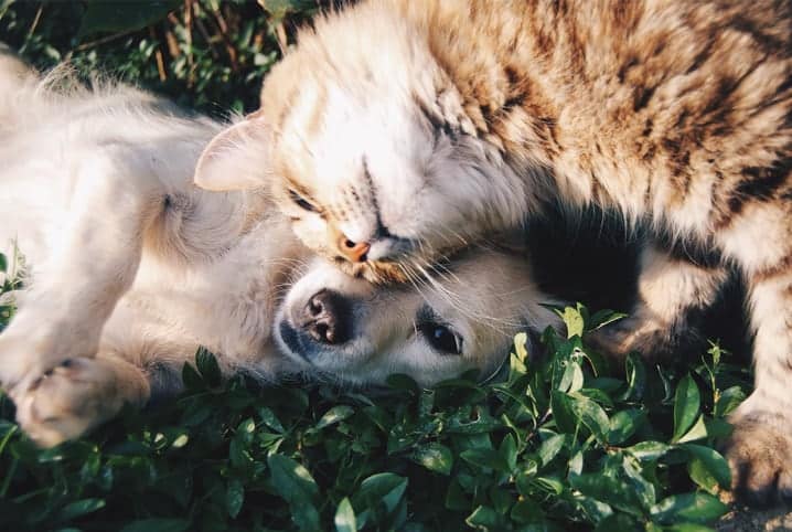 Como socializar gatos com cães? Confira algumas dicas de sucesso!