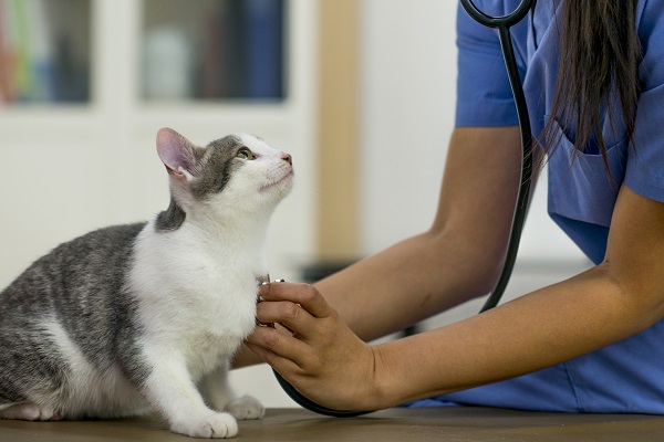 Conheça o Petlove Saúde; o plano de saúde ideal para o seu pet