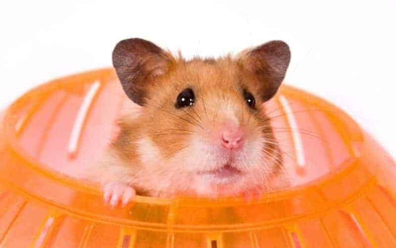 Conheça qual é o melhor tipo de acessório para hamster!