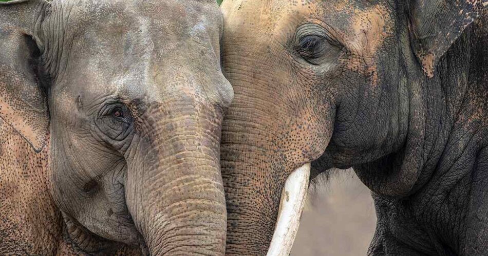 Elefante-indiano: saiba mais sobre esse animal jurássico
