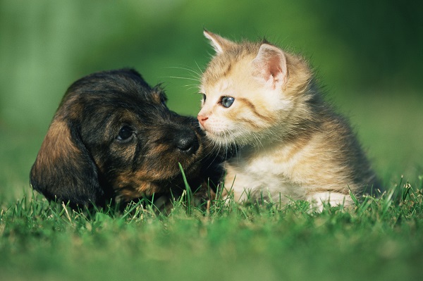 Como cuidar da saúde do seu pet em cada fase da vida?