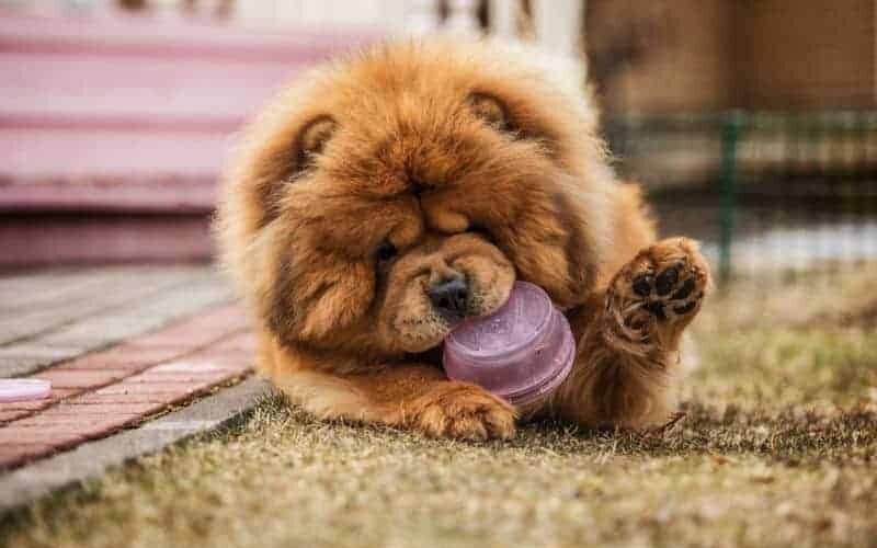 Filhote de cachorro pode comer frutas? Descubra se elas estão permitidas
