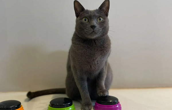 Gato se comunica por botões e faz sucesso na internet