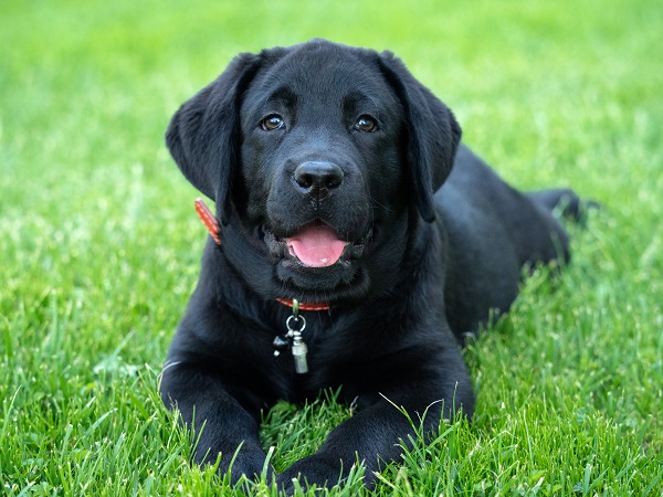 Nomes de cachorro preto: veja nossa lista com mais de 200 opções!