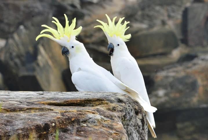 Pássaro com topete: descubra 5 espécies para se encantar