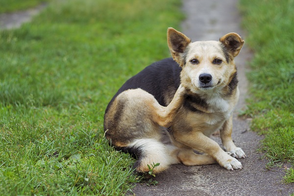 Passo a passo: como tratar e prevenir piodermite canina