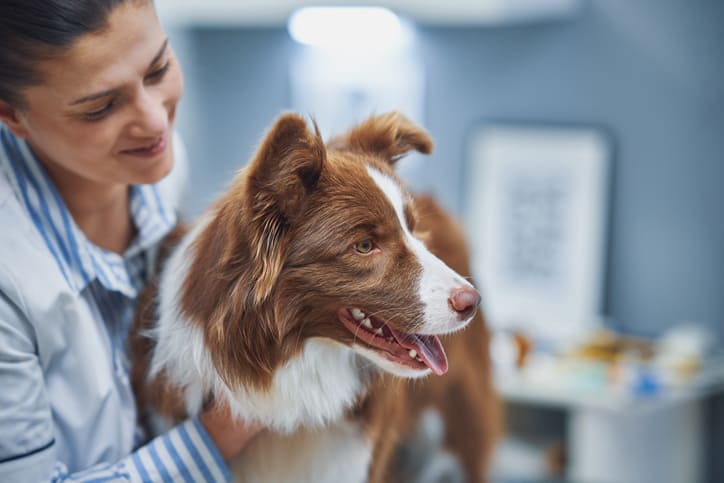 Plano de saúde para cachorro: vale a pena?