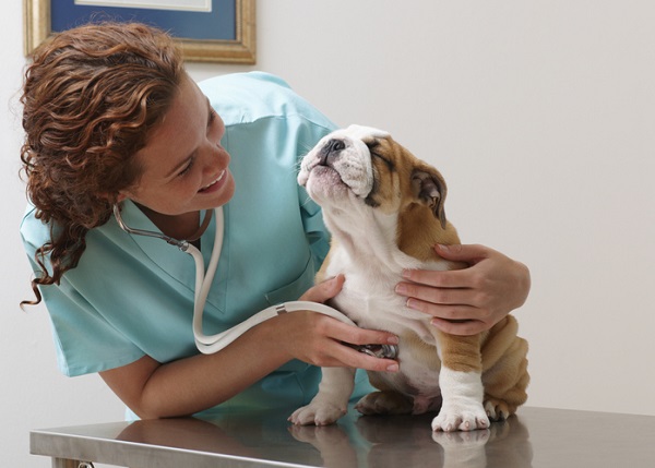 Principais doenças em cães filhotes