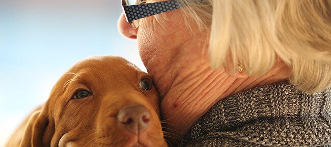 Quiz – Prove que você conhece tudo sobre a adoção de cachorros!