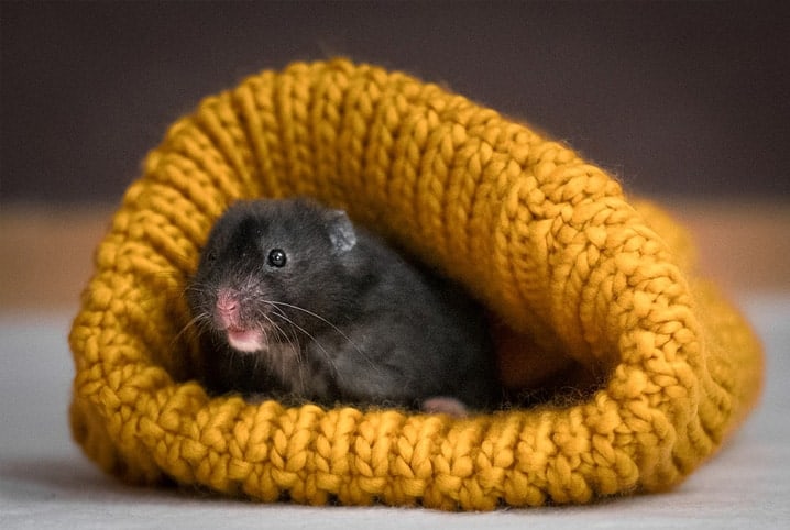 Roupinhas para hamster: como escolher o modelo ideal