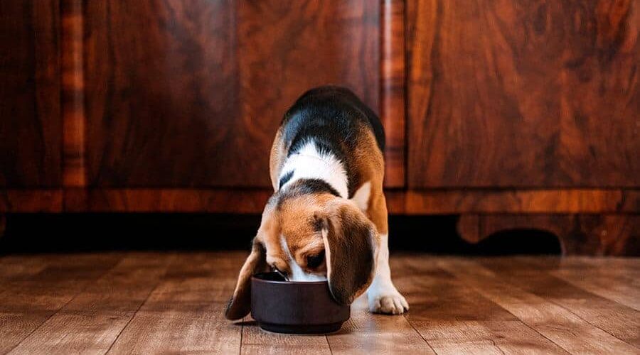 Será que cachorro pode comer amora?