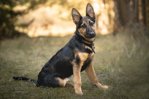 300 opções de nomes para cachorro Pastor Alemão