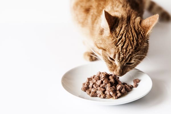 A importância da alimentação úmida para cães e gatos