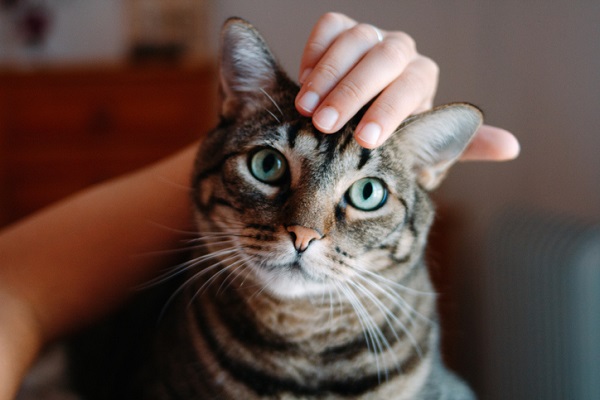 Animais insensíveis? Estudo comprova que os gatos reconhecem seus tutores, sim!