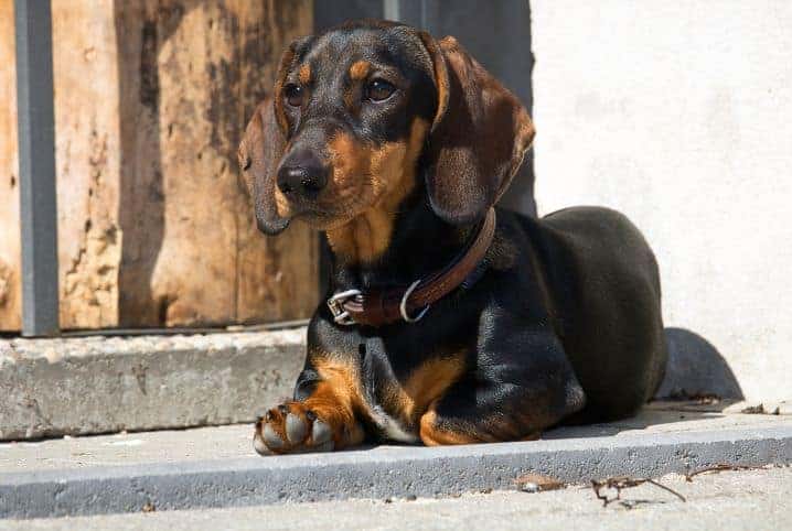 Cachorro fugindo: como lidar com fugas caninas?