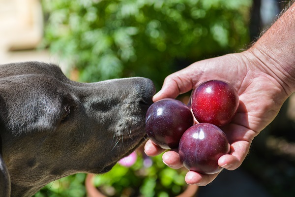 Coelho pode comer ameixa? Entenda mais da alimentação dos pets!