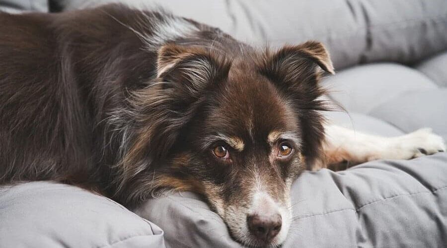 Dermatite de contato em cães: saiba como identificar e tratar