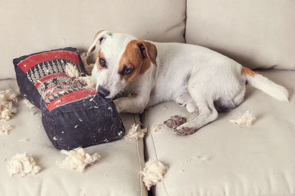 Cachorro tem adolescência? Conheça as fases do cachorro