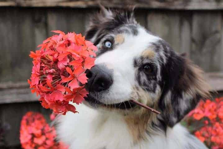 Cachorro tem sentimento como as pessoas?