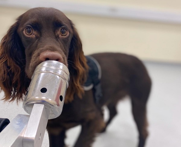 Cachorros podem captar estresse no hálito dos tutores