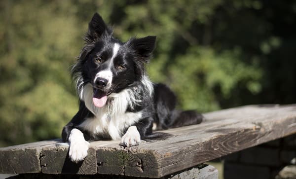 Cães mais ativos são mais inteligentes? Descubra nesta matéria