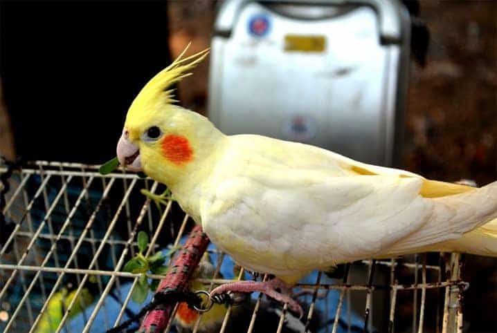 Calopsita pode comer berinjela? Entenda os cuidados com a dieta da ave