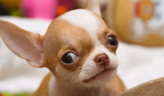 Chihuahua mini: qual o menor chihuahua do Mundo?