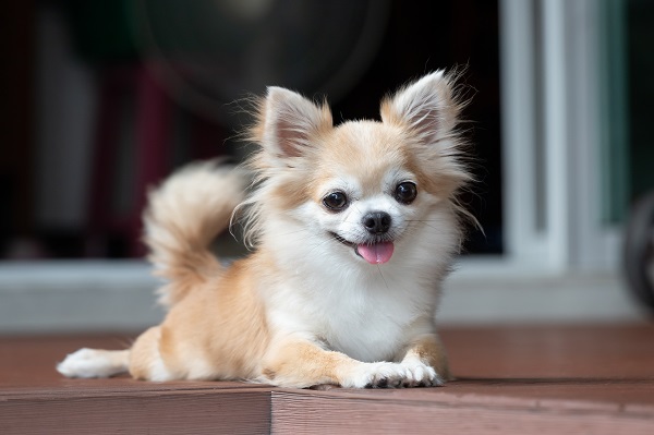 Chihuahua pelo longo: confira nossa galeria