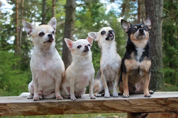 Chihuahua: tudo sobre esse cachorro pequeno e simpático